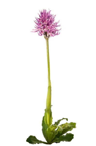 Nagi mężczyzna orchidei roślin - orchis italica — Zdjęcie stockowe