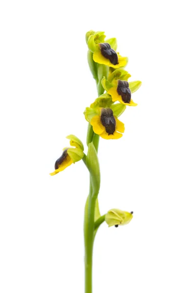 Ophrys amarelo selvagem isolado - Ophrys lutea — Fotografia de Stock