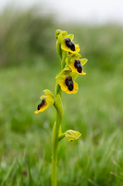 Wild Yellow Ophrys - Ophrys lutea — Stock Photo, Image