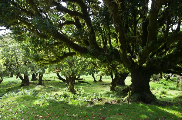 Bis 500 Jahre alte Bäume, Madeira — Stockfoto