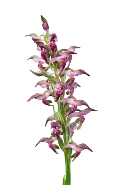 Flores de orquídea Wild Bug - Orchis coriophora — Foto de Stock