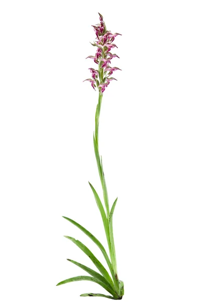 Divoké chyba orchidej rostlina - orchis coriophora — Stock fotografie