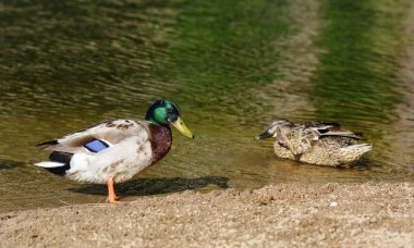Mallard çift - anas platyrhynchos