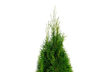 Thuja occidentalis smaragd kırpma yolu ile beyaz arkaplanda izole edildi. Yeşil thuja beyaz arka planda izole edilmiş. Evergreen kozalaklı ağaç. Selvi thuja