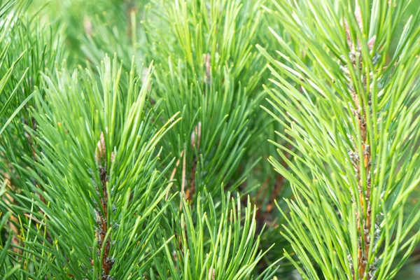 Pine Tree Background Texture Pattern Green Pine Brunch Background Evergreen — Stock Photo, Image