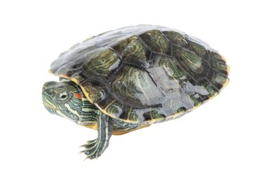 Kırmızı kulaklı kaplumbağa beyaz arka planda izole edilmiş. Kırmızı kulaklı kaplumbağa izole edilmiş..