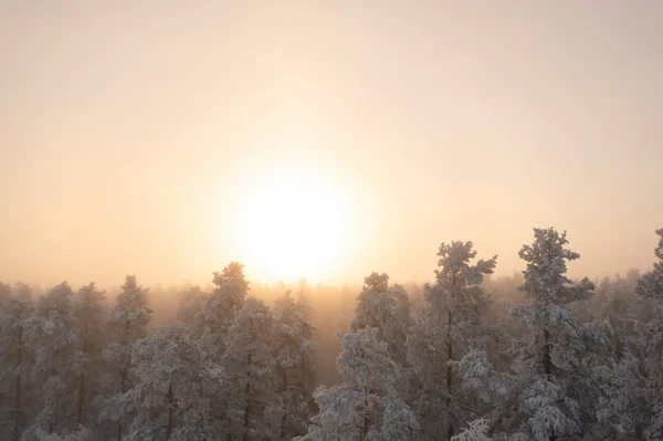 Luminosa Alba Sulla Foresta Invernale Con Nebbia Panorama Vista Aerea — Foto Stock