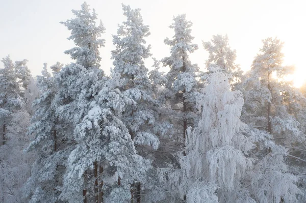 Paesaggio Luminoso Con Foresta Invernale Con Nebbia Panorama Vista Aerea — Foto Stock
