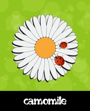 summer background with flower and ladybug