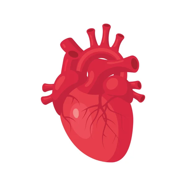 Corazón concepto médico en el estilo de dibujos animados, vector — Vector de stock