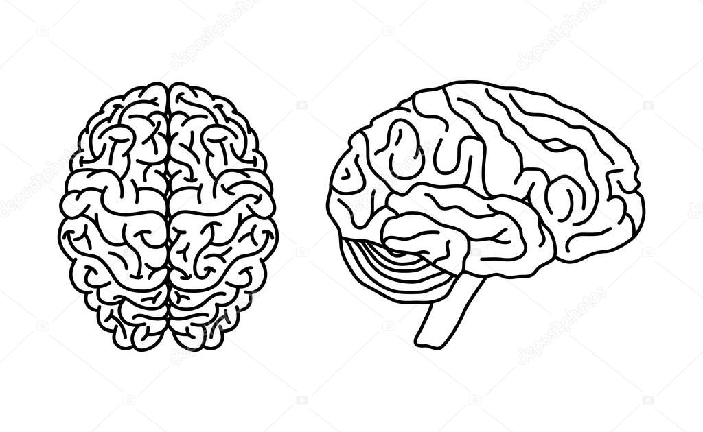 Brain anatomy concept in flat style, vector