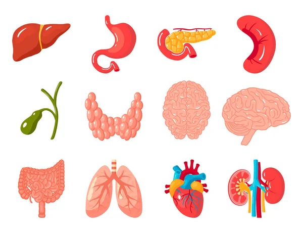 Conjunto de órganos humanos, iconos vectoriales en estilo de dibujos animados — Vector de stock