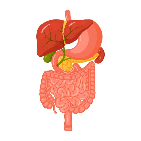 Concepto del sistema digestivo en estilo de dibujos animados, vector — Archivo Imágenes Vectoriales