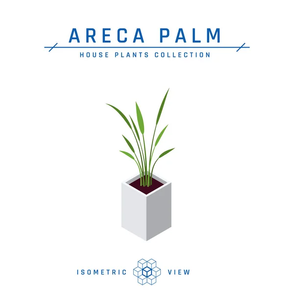 Icono isométrico de palma de Areca en estilo plano, vector Vector de stock