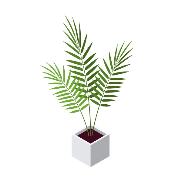Icône isométrique palmier Areca en style plat, vecteur — Image vectorielle