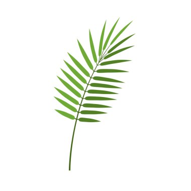 Düz biçimli Areca palmiye yaprağı, vektör