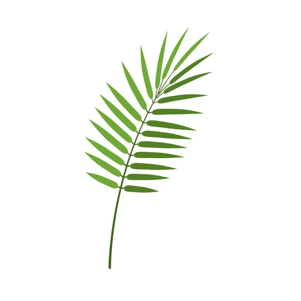 Hoja de palma de Areca en estilo plano, vector — Vector de stock