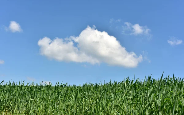 Campo Verde Com Nuvens Brancas Céu Azul — Fotografia de Stock