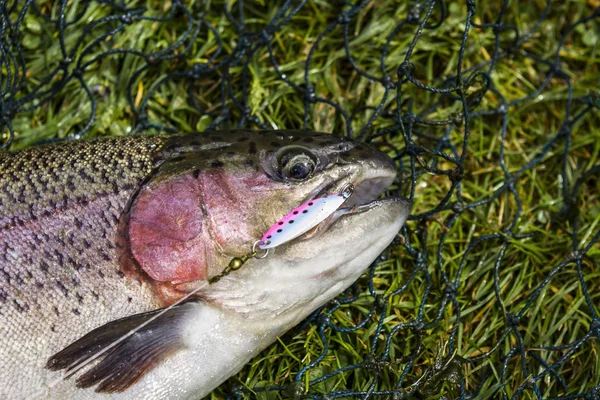 Grote forel met lokken — Stockfoto