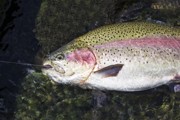 Peixe desembarcado — Fotografia de Stock