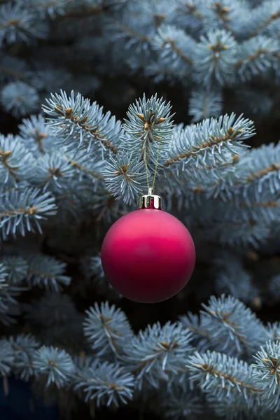 Blue Spruce cabang dengan menggantung Merah dan emas bola — Stok Foto