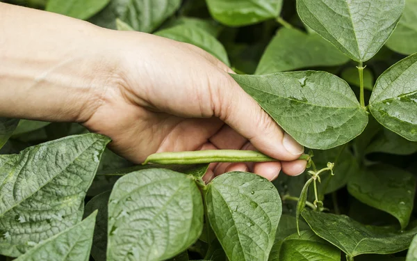 手摘み緑の豆 — ストック写真
