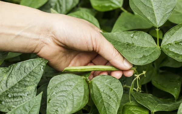 Frijoles verdes recogidos a mano — Foto de Stock