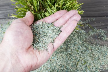 Yeni çim tohumu avucunda tutan