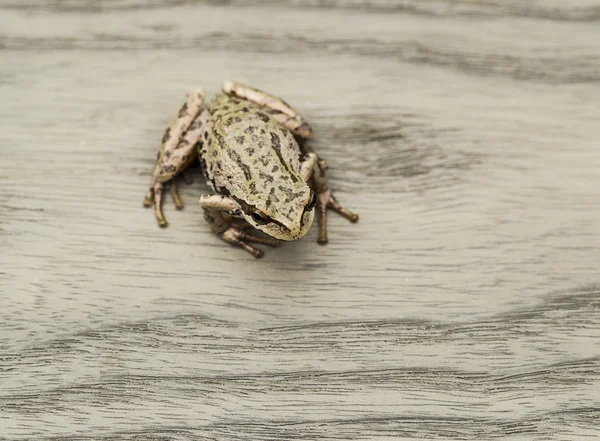Tree Frog on Deck — Stock Photo, Image