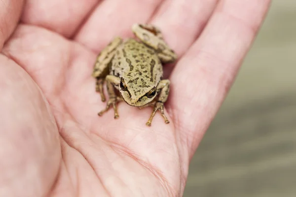 Large Tree Frog in Open Hand — Stock Photo, Image