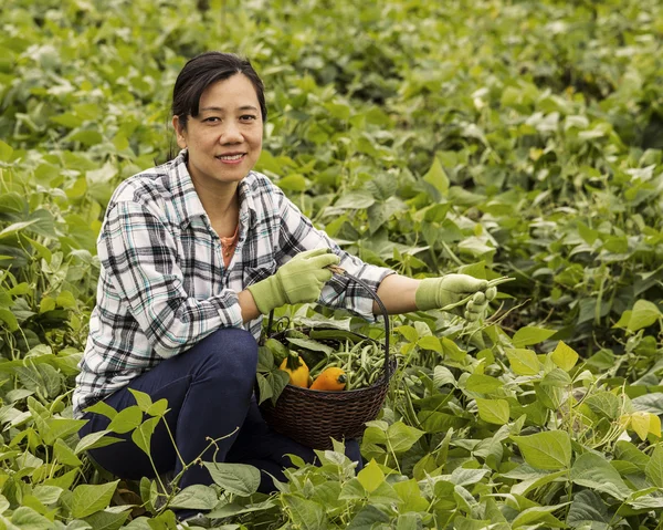 Joie de la récolte des légumes — Photo