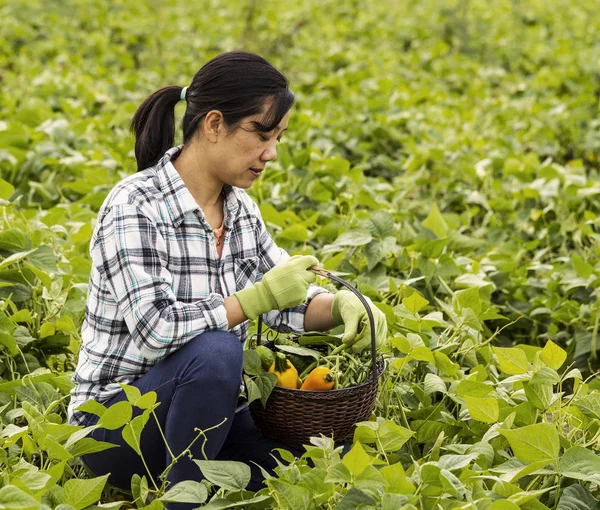 Dojrzałe kobiety sprawdzania jej koszyka warzywa — Zdjęcie stockowe