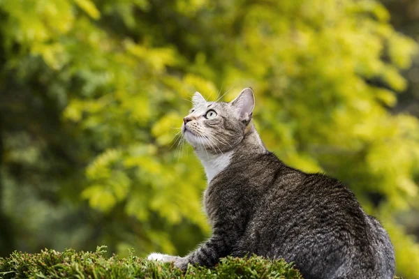 Jagd auf graue gestromte Katze — Stockfoto