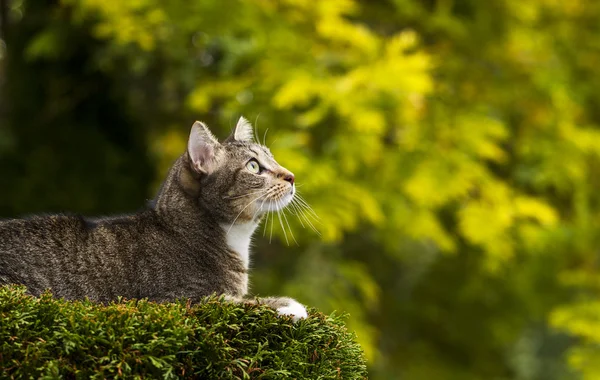 Chat au sommet de la chasse aux arbres — Photo