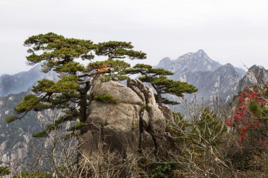 rock ağaçlarda