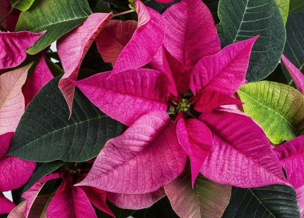 Vista dall'alto di Full Bloom Poinsettia Plant — Foto Stock