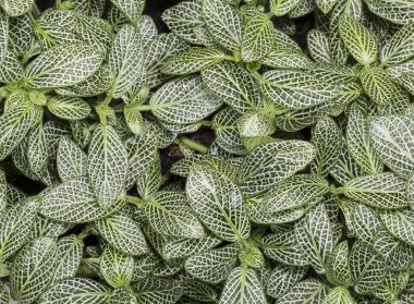 Beyaz ve yeşil bitki yaprakları