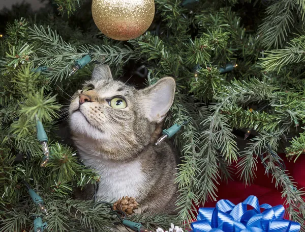 Gato explorando árbol de Navidad — Foto de Stock