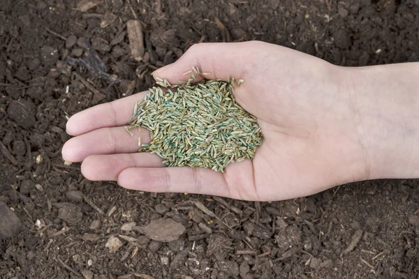 Plantación de nueva semilla de hierba —  Fotos de Stock