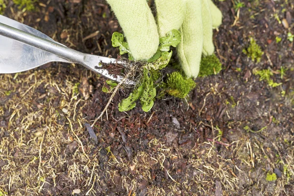 Enlever les mauvaises herbes de la racine — Photo