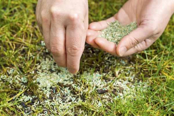 Replantación de nueva semilla de hierba — Foto de Stock