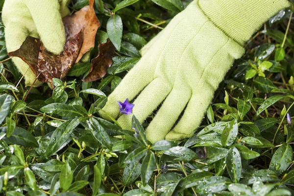 Cleaning Flower Bed — Stock Photo, Image