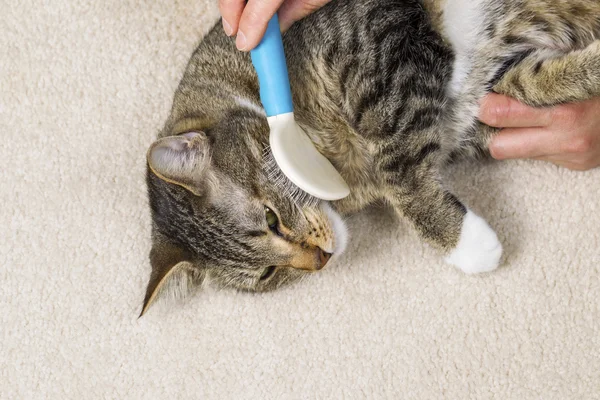 Familie kat worden geborsteld — Stockfoto