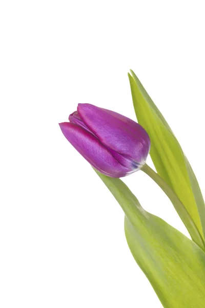 Verse paarse tulp bloem op witte achtergrond — Stockfoto