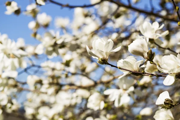 Vit stjärna magnolia blomma blommar — Stockfoto