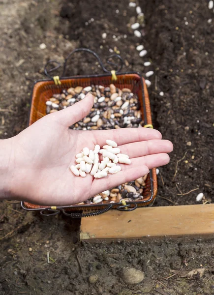 Mão segurando sementes de feijão verde — Fotografia de Stock