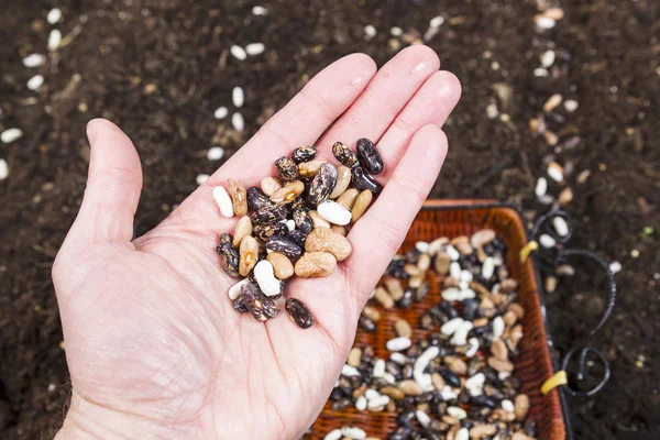 Hand vol van Boon zaden — Stockfoto