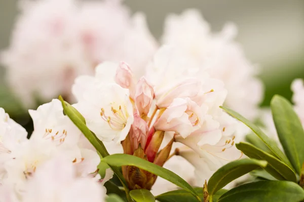 Nueva primavera Rhododendron en rosa —  Fotos de Stock