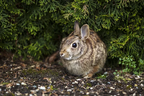 Wild Rabbit in Spring time — Stock Photo, Image
