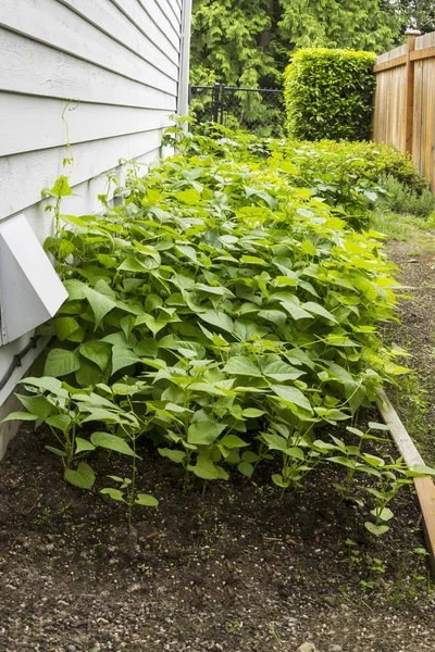 Accueil Jardin à côté de la maison — Photo